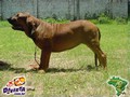 In Memorian - Fila Brasileiro Dourado - Canil Singular - Fisher